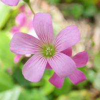 春の花たち③ 春の花たち③