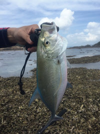 釣ってきたどー(久々本人登場の巻) 釣ってきたどー(久々本人登場の巻)