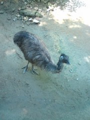 ZOO