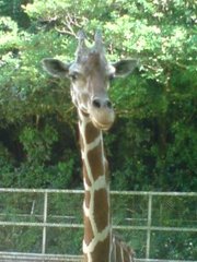 ZOO