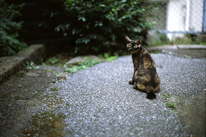 さよならシモキタ、こんにちは猫と幡ヶ谷