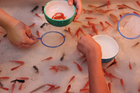 金魚すくいを制するものは夏を制す…金魚すくいのコツを伝授！