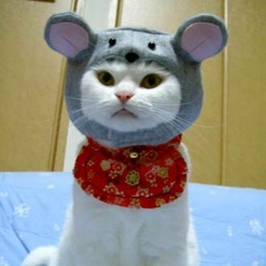 ねこ、すごすぎる。12【思わず「ぬふーん」と叫んじゃう画像】