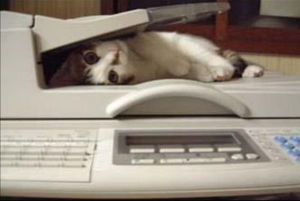 猫、すごすぎる。4【イモムシなねこ・他神懸かり的ねこ3発】