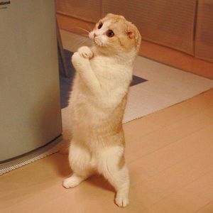 ねこ、すごすぎる。12【思わず「ぬふーん」と叫んじゃう画像】