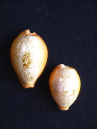 君は「トゲアリトゲナシトゲトゲ」という名の生物を知っているか