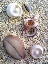 海は広いな、大きいなぁ～♪ 2008/05/17 23:37:18