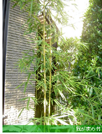 我が家の竹