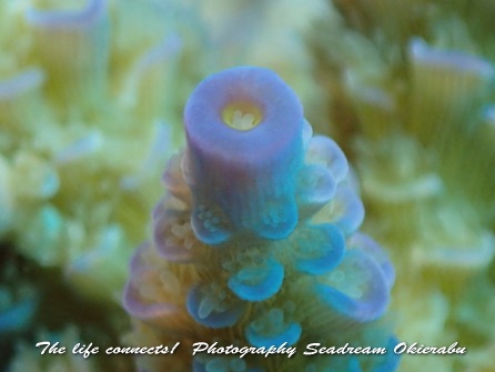 沖永良部島　珊瑚