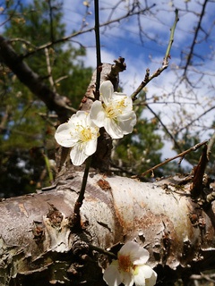 気 「花と食」 気 「花と食」