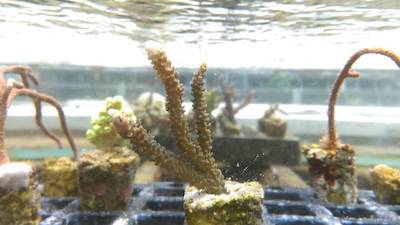 サンゴの苗づくり体験