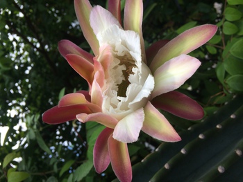 身近にある植物に目を向けて感じるコト~シエスタのつぶやき 身近にある植物に目を向けて感じるコト~シエスタのつぶやき