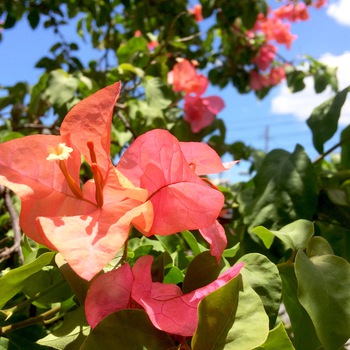 「情熱」の花ブーゲンビリアと花遊び 「情熱」の花ブーゲンビリアと花遊び