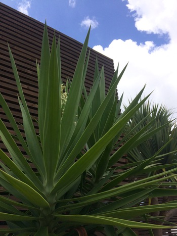 身近な植物やお花に触れるシエスタな時間 身近な植物やお花に触れるシエスタな時間