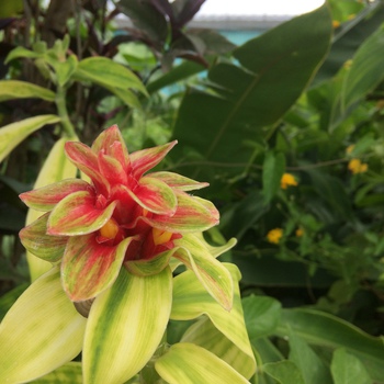 身近な植物やお花に触れるシエスタな時間 身近な植物やお花に触れるシエスタな時間