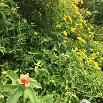 身近な植物やお花に触れるシエスタな時間 身近な植物やお花に触れるシエスタな時間