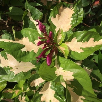 身近な植物やお花に触れるシエスタな時間 身近な植物やお花に触れるシエスタな時間