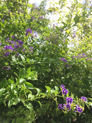 身近な植物やお花に触れるシエスタな時間 身近な植物やお花に触れるシエスタな時間