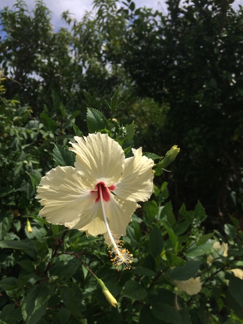 身近な植物やお花に触れるシエスタな時間 身近な植物やお花に触れるシエスタな時間