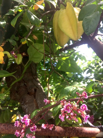 今が見頃のピンクのお花が愛らしい 今が見頃のピンクのお花が愛らしい