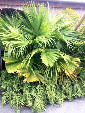 逢いたいな~と思ってた植物です 逢いたいな~と思ってた植物です