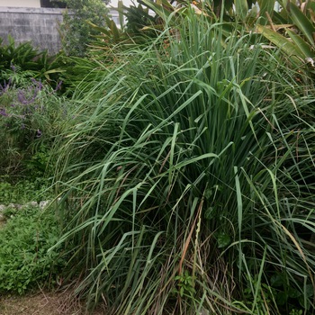 久しぶりの場所。お花や植物は心地よく迎えてくれて 久しぶりの場所。お花や植物は心地よく迎えてくれて