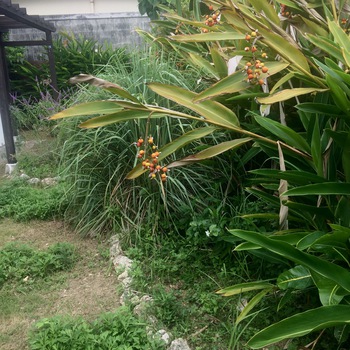 久しぶりの場所。お花や植物は心地よく迎えてくれて 久しぶりの場所。お花や植物は心地よく迎えてくれて