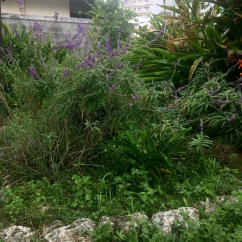 久しぶりの場所。お花や植物は心地よく迎えてくれて 久しぶりの場所。お花や植物は心地よく迎えてくれて
