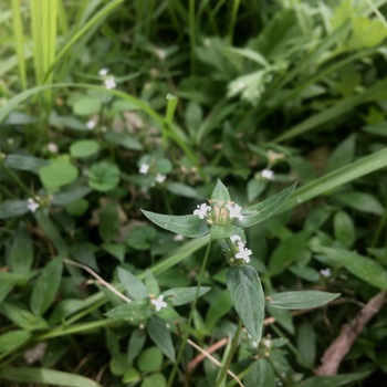 久しぶりの場所。お花や植物は心地よく迎えてくれて 久しぶりの場所。お花や植物は心地よく迎えてくれて