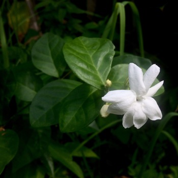 久しぶりの場所。お花や植物は心地よく迎えてくれて 久しぶりの場所。お花や植物は心地よく迎えてくれて