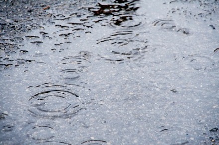梅雨のもう一つの楽しみかた 梅雨のもう一つの楽しみかた
