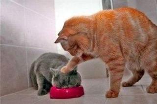いぬそしてねこ。