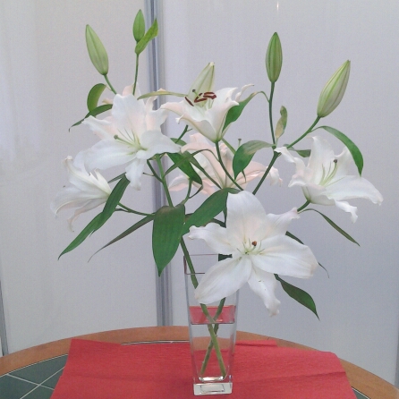カサブランカの花 カサブランカの花