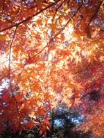 さくり