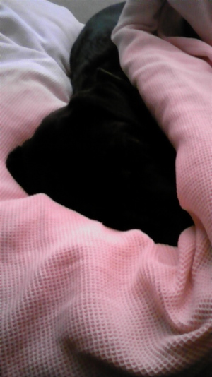 ユーノスのお休みタイムzzz