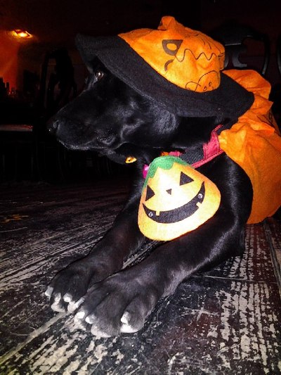 ゆーのすのハロウィーンコスチューム。
