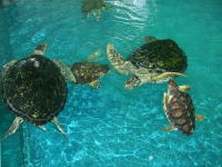 ☆ウミガメ館☆