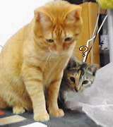 猫だんご