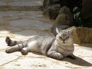 ねこやなぎ