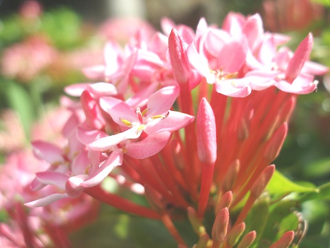 真夏の花