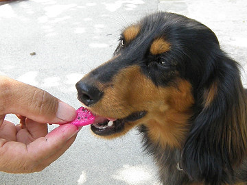 ドラゴン犬