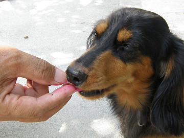 ドラゴン犬