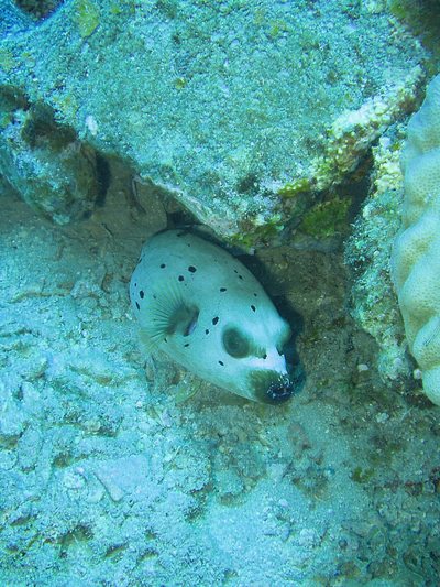 犬顔のお魚