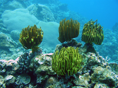 沖縄 海中