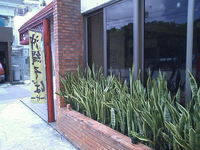 トラノオもらってください。 2008/06/14 13:52:36