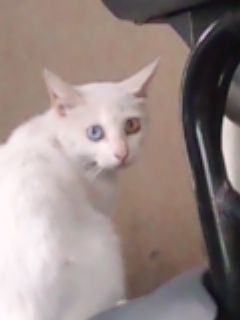 みゃんこちゃん