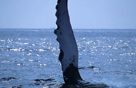 クジラの生態：ペックスラップ