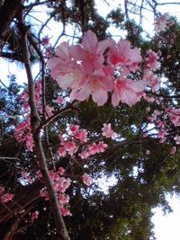 沖縄 桜の季節