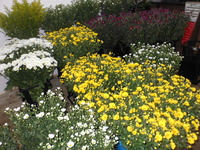 八重桜 2012/04/13 23:37:36