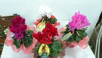 鉢物入荷(^^)/ 2011/11/11 20:46:54